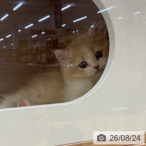 ミヌエットの写真