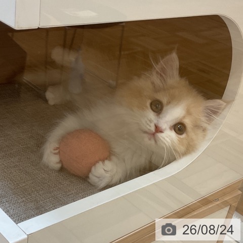 ミヌエットの写真