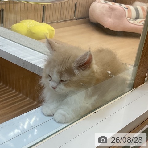 埼玉県のミヌエット (ペッツワン 浦和美園店/2026年6月6日生まれ/女の子/クリームタビーホワイト)の子猫の2枚目の画像