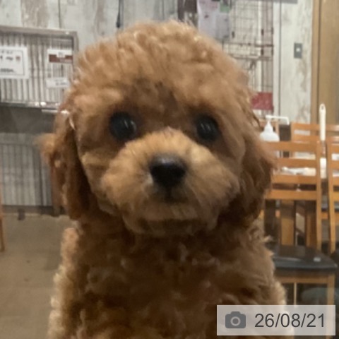 埼玉県のトイプードル(トイ) (ペットプラス コクーンシティ店/2026年6月17日生まれ/女の子/アプリコット)の子犬の3枚目の画像