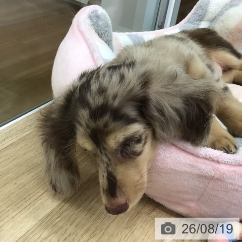 福島県のミニチュアダックスフンド(ロング) (ペットプラス 福島店/2026年6月16日生まれ/男の子/チョコレートダップル)の子犬の4枚目の画像