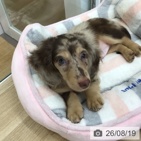福島県のミニチュアダックスフンド(ロング) (ペットプラス 福島店/2026年6月16日生まれ/男の子/チョコレートダップル)の子犬の3枚目の画像