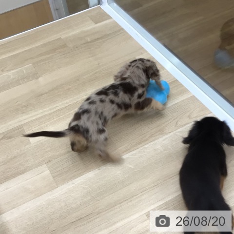 福島県のミニチュアダックスフンド(ロング) (ペットプラス 福島店/2026年6月16日生まれ/男の子/チョコレートダップル)の子犬の3枚目の画像