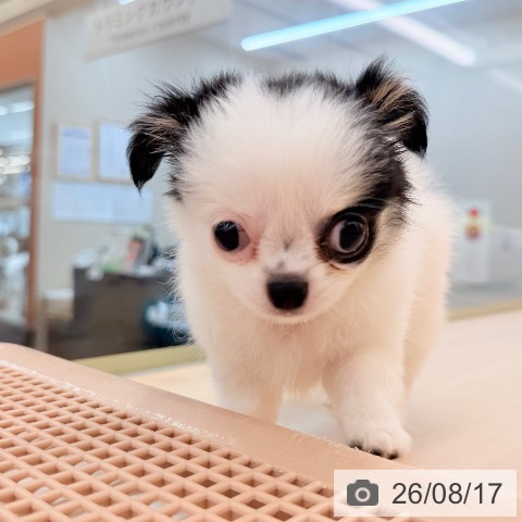 チワワの写真