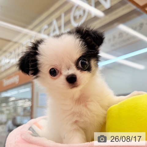 チワワの写真