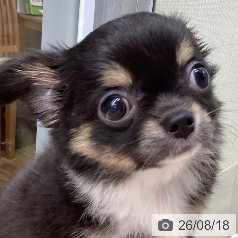 チワワの写真