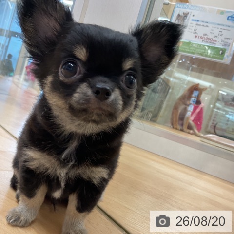 埼玉県のチワワ(ロング) (ペットプラス 浦和美園店/2026年6月16日生まれ/男の子/ブラックタンホワイト)の子犬の4枚目の画像