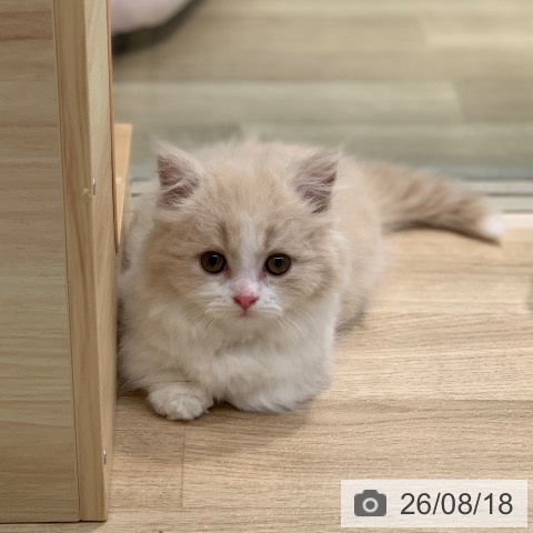 マンチカンの写真