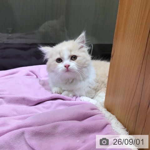マンチカンの写真