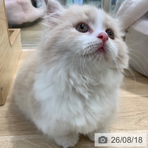 マンチカンの写真