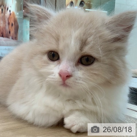 マンチカンの写真
