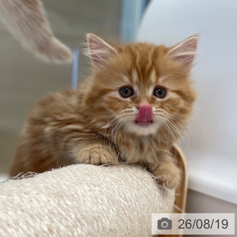 東京都のマンチカン (ペットプラス 大井町トラックス店/2026年6月12日生まれ/男の子/レッドタビー)の子猫の3枚目の画像