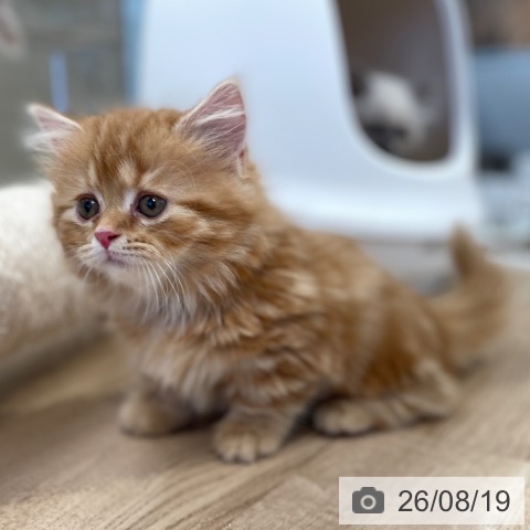 東京都のマンチカン (ペットプラス 大井町トラックス店/2026年6月12日生まれ/男の子/レッドタビー)の子猫の4枚目の画像
