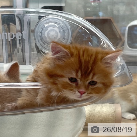 東京都のマンチカン (ペットプラス 大井町トラックス店/2026年6月12日生まれ/男の子/レッドタビー)の子猫の3枚目の画像