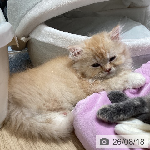 ミヌエットの写真
