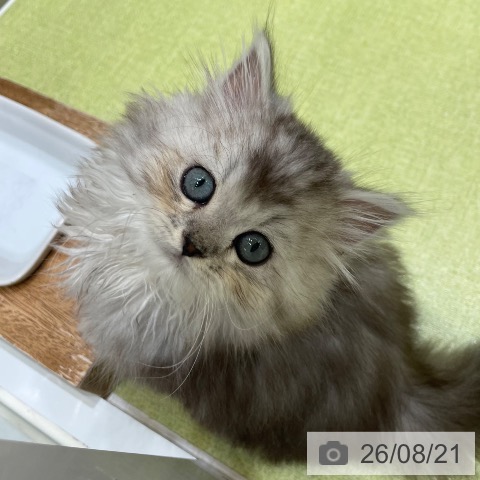 ミヌエットの写真