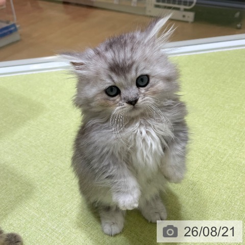 神奈川県のミヌエット (ペットプラス テラスモール湘南店/2026年6月13日生まれ/男の子/シェーデットシルバー)の子猫の4枚目の画像