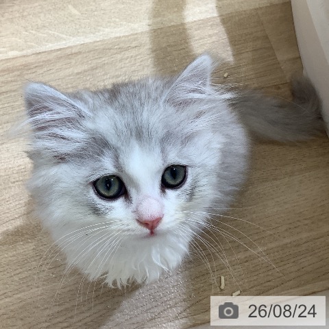 東京都のミヌエット (ペットプラス 日の出店/2026年6月16日生まれ/男の子/シェーデットシルバー)の子猫の4枚目の画像