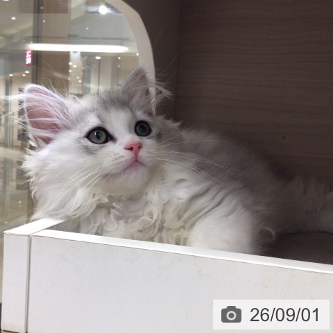 東京都のミヌエット (ペットプラス 日の出店/2026年6月16日生まれ/男の子/シェーデットシルバー)の子猫の4枚目の画像