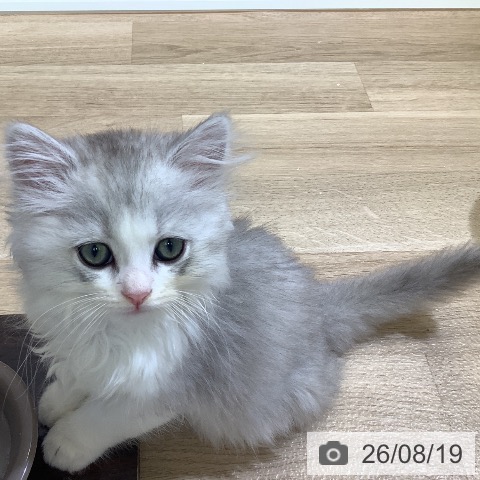 東京都のミヌエット (ペットプラス 日の出店/2026年6月16日生まれ/男の子/シェーデットシルバー)の子猫の3枚目の画像