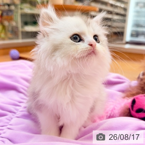 ミヌエットの写真