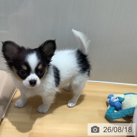 チワワの写真