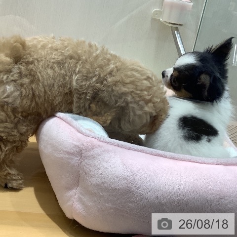 チワワの写真
