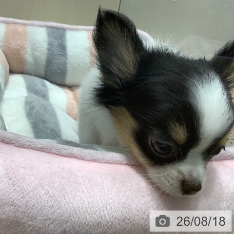 チワワの写真