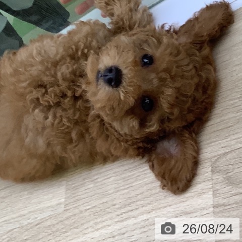 山梨県のトイプードル(トイ) (ペットプラス 甲府昭和店/2026年6月10日生まれ/男の子/レッド)の子犬の3枚目の画像