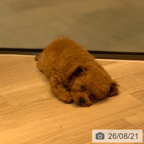 東京都のトイプードル(トイ) (ペットプラス アクアシティお台場店/2026年6月7日生まれ/男の子/アプリコット)の子犬の3枚目の画像