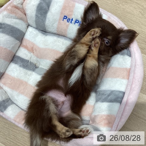 群馬県のチワワ(ロング) (ペットプラス イオンモール太田店/2026年6月17日生まれ/男の子/チョコレートタンホワイト)の子犬の3枚目の画像