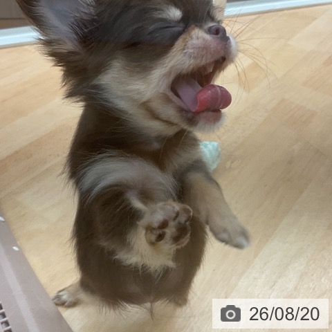 埼玉県のチワワ(ロング) (ペットプラス 浦和美園店/2026年6月17日生まれ/女の子/チョコレートタンホワイト)の子犬の3枚目の画像
