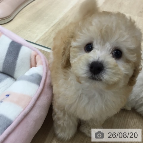 宮城県のトイプードル(トイ) (ペットプラス 仙台上杉店/2026年6月17日生まれ/男の子/アプリコット)の子犬の4枚目の画像