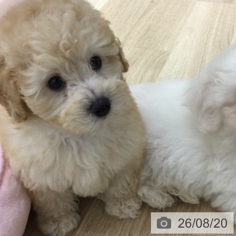 宮城県のトイプードル(トイ) (ペットプラス 仙台上杉店/2026年6月17日生まれ/男の子/アプリコット)の子犬の3枚目の画像