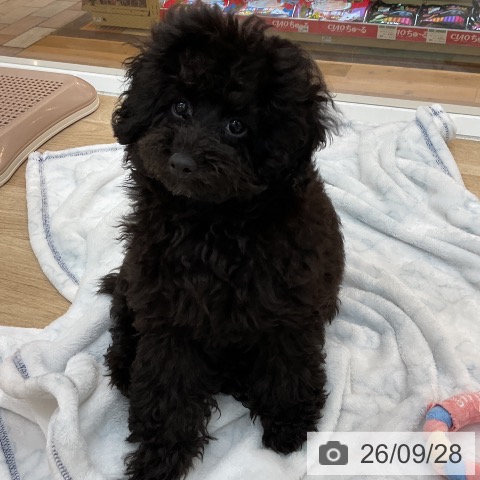 群馬県のトイプードル(トイ) (ペットプラス 前橋店/2026年6月17日生まれ/女の子/ブラック)の子犬の4枚目の画像