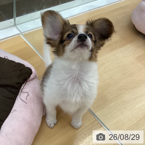 長野県のパピヨン (ペットプラス 松本店/2026年6月14日生まれ/男の子/ホワイトブラウン)の子犬の4枚目の画像