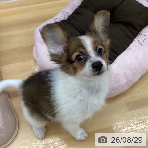長野県のパピヨン (ペットプラス 松本店/2026年6月14日生まれ/男の子/ホワイトブラウン)の子犬の3枚目の画像
