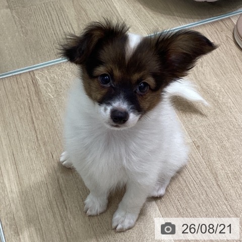 宮城県のパピヨン (ペットプラス 名取店/2026年6月14日生まれ/女の子/ホワイトブラウン)の子犬の3枚目の画像