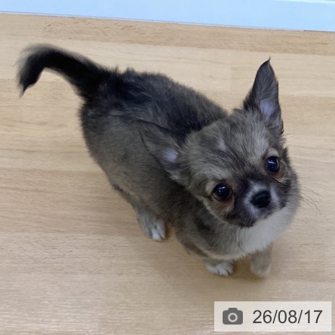チワワの写真