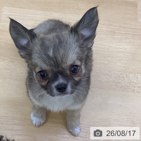チワワの写真