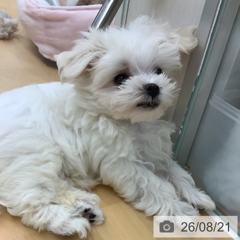 長野県のマルチーズ (ペットプラス 松本店/2026年6月15日生まれ/女の子/ホワイト)の子犬の4枚目の画像