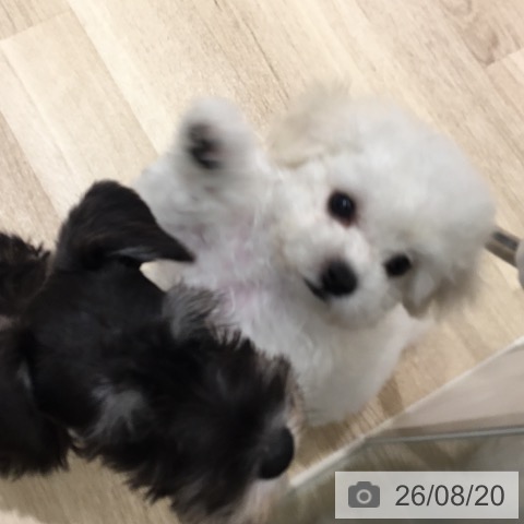 宮城県のビションフリーゼ (ペットプラス 仙台上杉店/2026年6月17日生まれ/男の子/ホワイト)の子犬の4枚目の画像