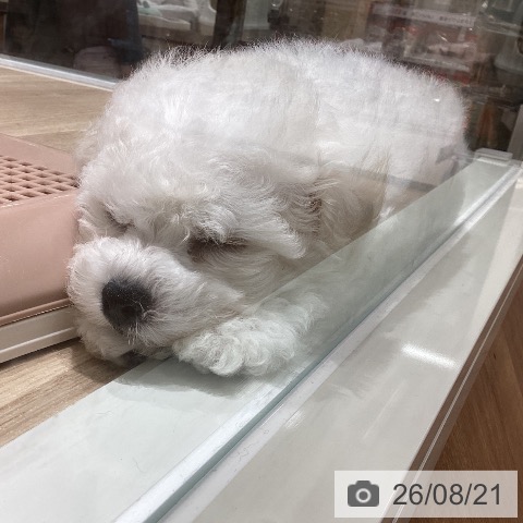 宮城県のビションフリーゼ (ペットプラス 仙台上杉店/2026年6月17日生まれ/男の子/ホワイト)の子犬の3枚目の画像
