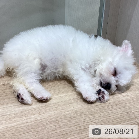 宮城県のビションフリーゼ (ペットプラス 名取店/2026年6月11日生まれ/女の子/ホワイト)の子犬の4枚目の画像