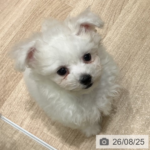 宮城県のビションフリーゼ (ペットプラス 名取店/2026年6月11日生まれ/女の子/ホワイト)の子犬の4枚目の画像