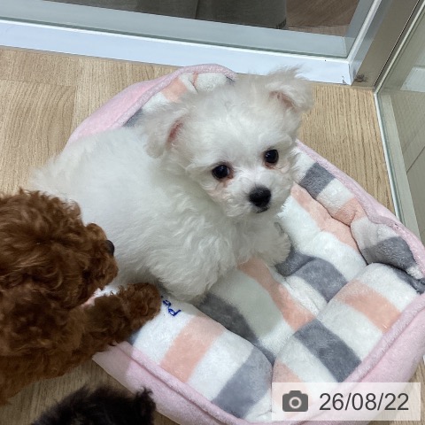 宮城県のビションフリーゼ (ペットプラス 名取店/2026年6月11日生まれ/女の子/ホワイト)の子犬の3枚目の画像