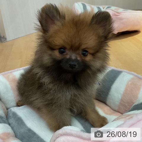 山形県のポメラニアン (ペットプラス 天童店/2026年6月6日生まれ/男の子/オレンジ)の子犬の3枚目の画像