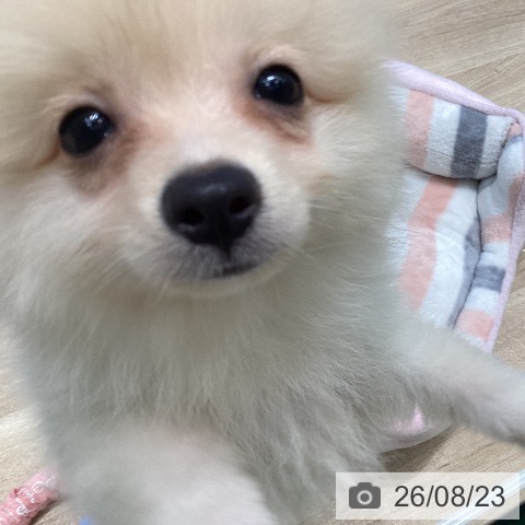 宮城県のポメラニアン (ペットプラス 名取店/2026年6月6日生まれ/男の子/クリーム)の子犬の4枚目の画像
