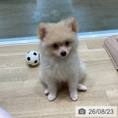 宮城県のポメラニアン (ペットプラス 名取店/2026年6月6日生まれ/男の子/クリーム)の子犬の3枚目の画像