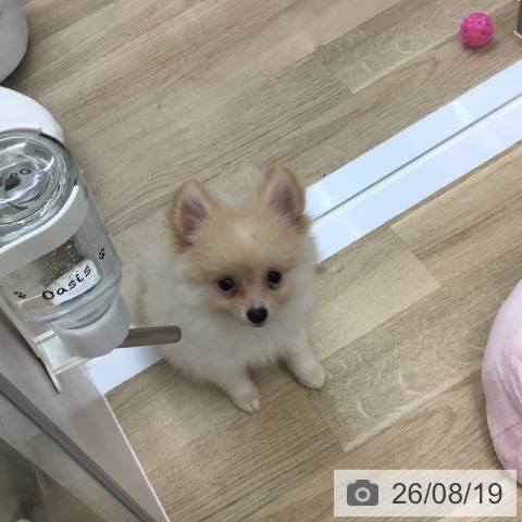 福島県のポメラニアン (ペットプラス 福島店/2026年6月6日生まれ/女の子/クリーム)の子犬の4枚目の画像